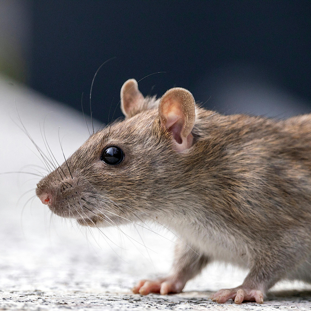 Τι Είναι η Μυοκτονία και Γιατί Είναι Απαραίτητη