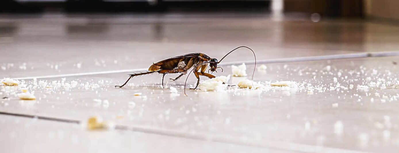 Απεντόμωση κατσαρίδες Πώς να απαλλαγείτε οριστικά από το πρόβλημα
