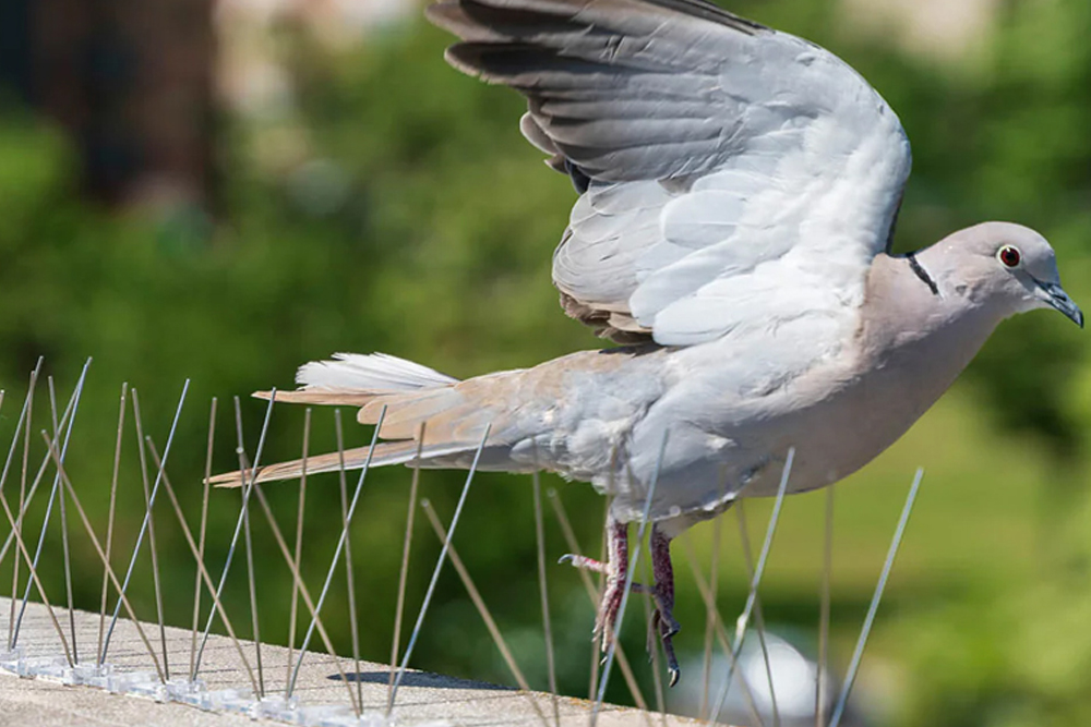 Απώθηση περιστεριών από μπαλκόνι Αποτελεσματικές λύσεις χωρίς ζημιές