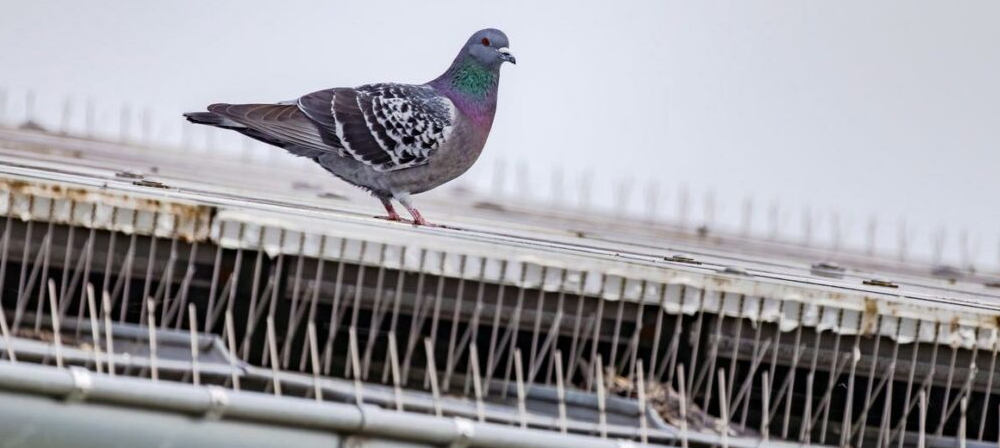 Τοποθέτηση ακίδων spikes σε περβάζια προεξοχές